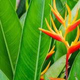 Hot Rio Nights Heliconia - Heliconia bihai x caribaea 'Hot Rio Nights'-Evergreen,Fast Growing,Flowering,High Water,Outdoor,Partial Shade,Tropical-Nursery Near Me