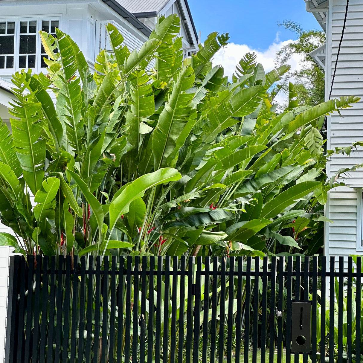 Hot Rio Nights Heliconia plants create a bold, tropical vibe behind a black metal fence between two white houses, their lush foliage adding exotic flair under the blue sky.
