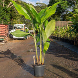 Hot Rio Nights Heliconia - Heliconia bihai x caribaea 'Hot Rio Nights'-Evergreen,Fast Growing,Flowering,High Water,Outdoor,Partial Shade,Tropical-Nursery Near Me