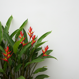 Hot Rio Nights Heliconia (Heliconia bihai x caribaea 'Hot Rio Nights') features striking red and yellow blooms with green leaves, creating a bold tropical statement—ideal for an exotic garden or as a standout against a white background.