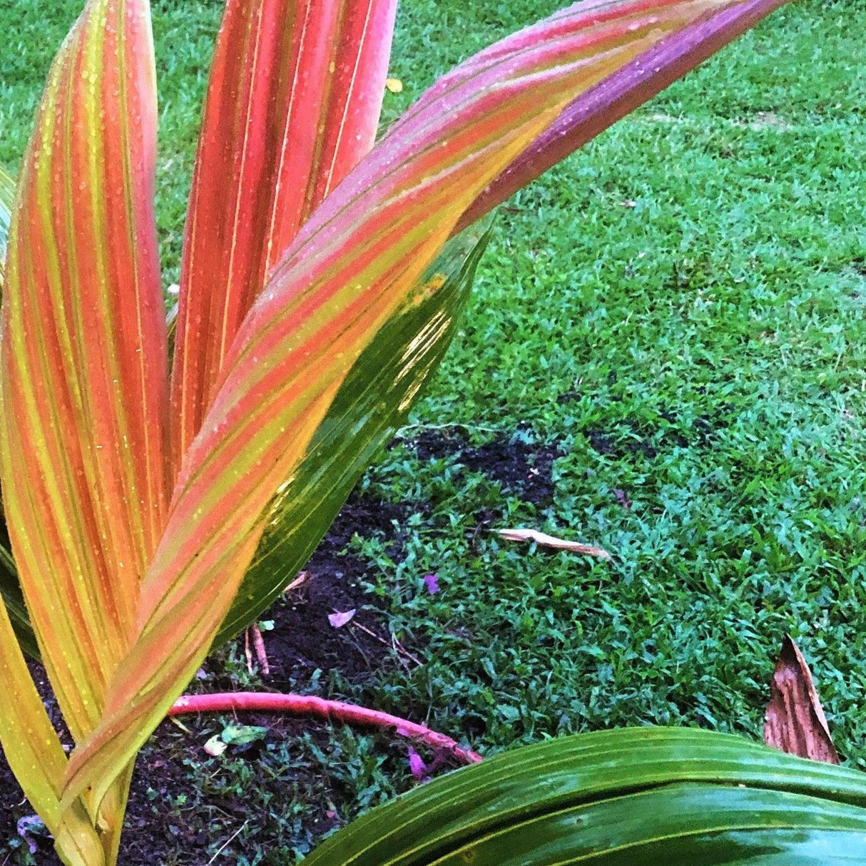 Houailou Palm - Chambeyronia houailouensis-Evergreen,Moderate Water,Outdoor,Palm,Partial Shade,rare,Slow Growing,Tropical-Nursery Near Me