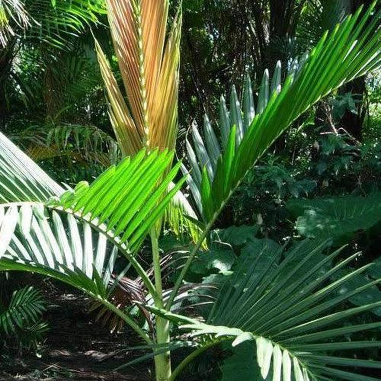 Houailou Palm - Chambeyronia houailouensis-Evergreen,Moderate Water,Outdoor,Palm,Partial Shade,rare,Slow Growing,Tropical-Nursery Near Me