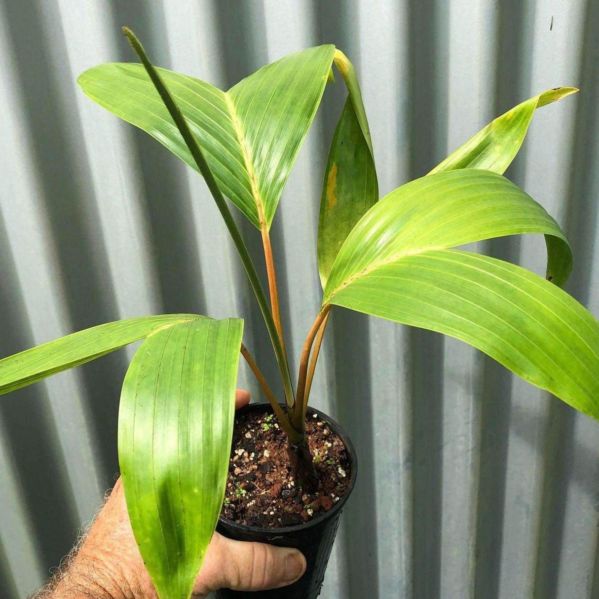 Houailou Palm - Chambeyronia houailouensis-Evergreen,Moderate Water,Outdoor,Palm,Partial Shade,rare,Slow Growing,Tropical-Nursery Near Me