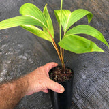 Houailou Palm - Chambeyronia houailouensis-Evergreen,Moderate Water,Outdoor,Palm,Partial Shade,rare,Slow Growing,Tropical-Nursery Near Me