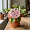 Hoya carnosa Krimson Queen