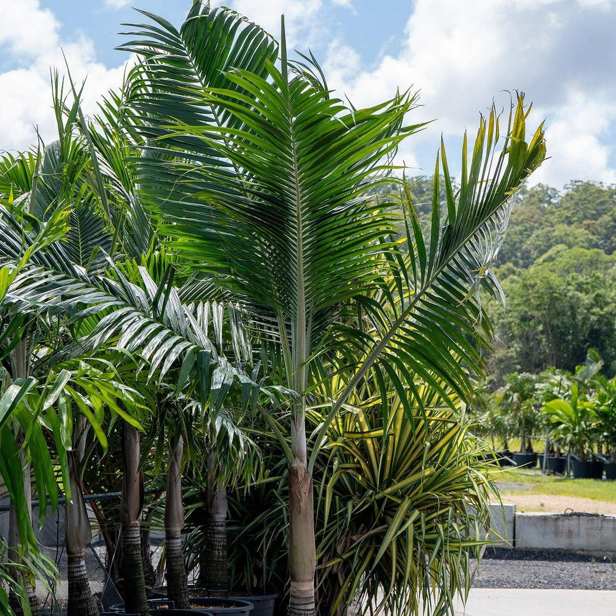 Hurricane Palm - Dictyosperma album-Evergreen,Full Sun,Moderate Growing,Moderate Water,Outdoor,Palm,Tropical-Nursery Near Me