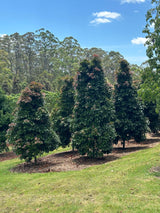 Eumundi Quandong Tree - Elaeocarpus eumundi