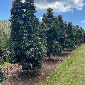 Eumundi Quandong