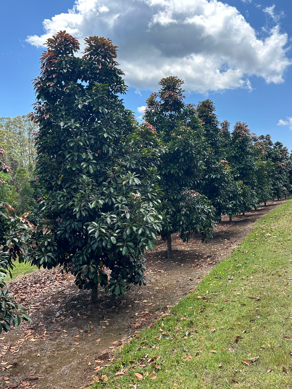 Eumundi Quandong Tree - Elaeocarpus eumundi