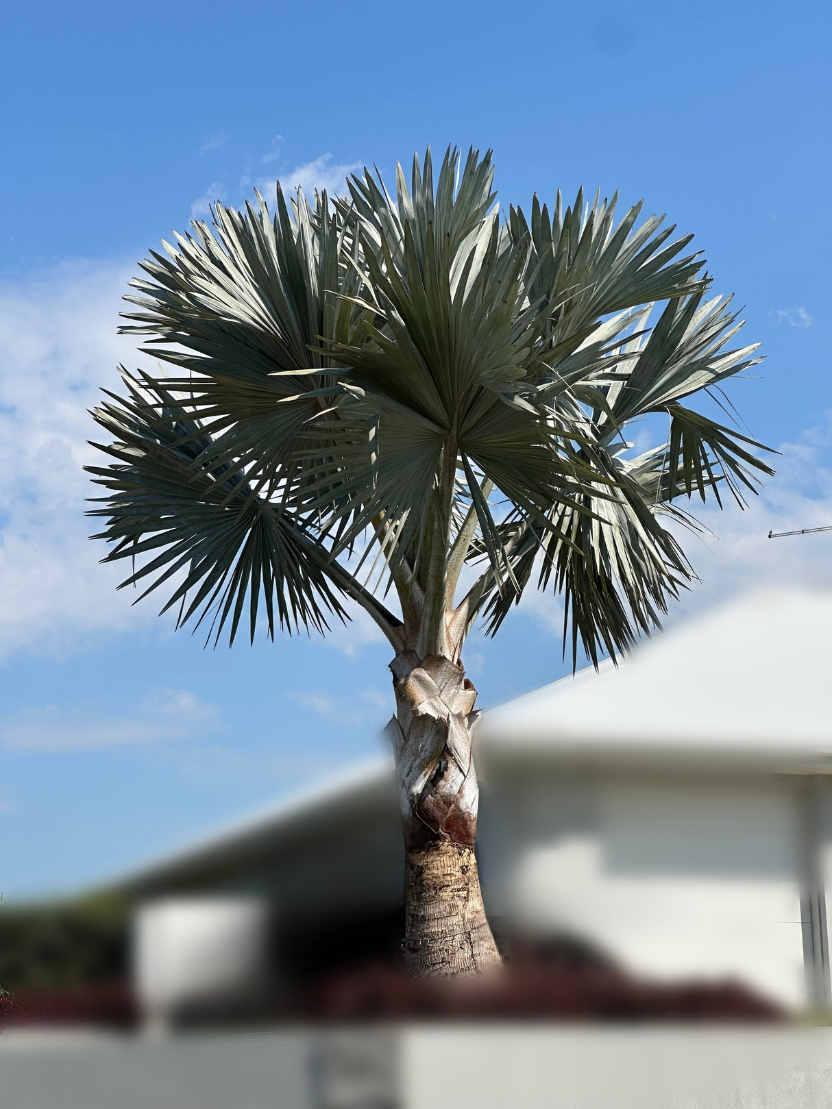 Bismarck Palm - Bismarckia nobilis