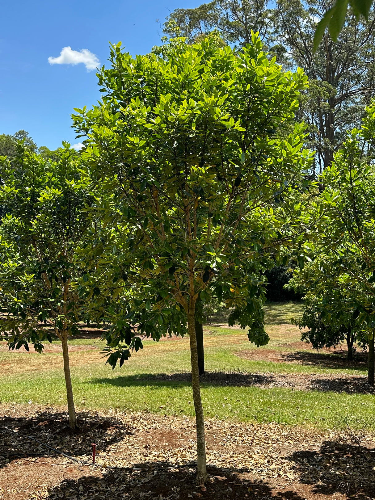 Luscious Water Gum - Tristaniopsis laurina 'Luscious'