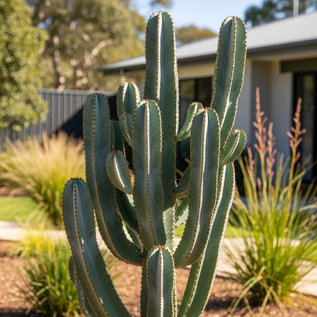 The African Cathedral Cactus (Euphorbia heterochroma) stands tall with multiple green arms in a landscaped garden, highlighting its drought tolerance; blurred house and plants seen in the background.