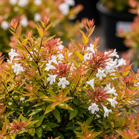 Abelia ‘Francis Mason’ (Abelia x grandiflora ‘Francis Mason’) is a low-maintenance shrub with golden foliage, reddish-green leaves, and clusters of small white tubular flowers in bloom, ideal for garden use.