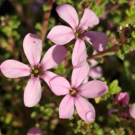 Close-up of Acmadenia Starblush flowers—three pink, five-petaled blooms on a compact shrub with green leaves in bright sunlight.