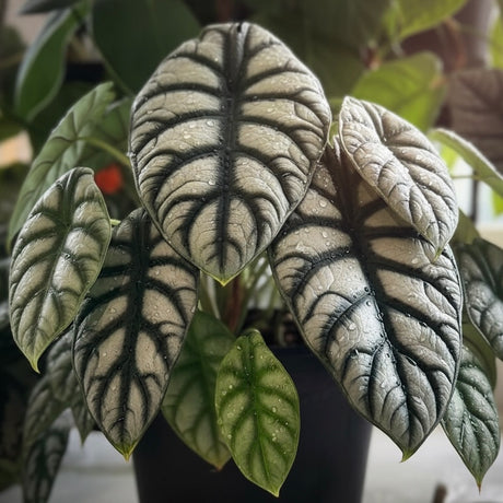 Close-up of Alocasia ‘Silver Dragon’ (Alocasia baginda) leaves with bold dark veins, water droplets, and rare metallic silver foliage in a black pot indoors.