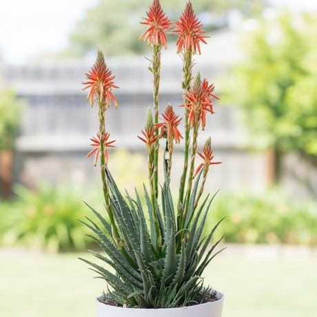 The Aloe Hedgehog (Aloe humilis hybrid), a compact and drought-tolerant succulent, features tall orange-red flower spikes outdoors against a blurred green background.