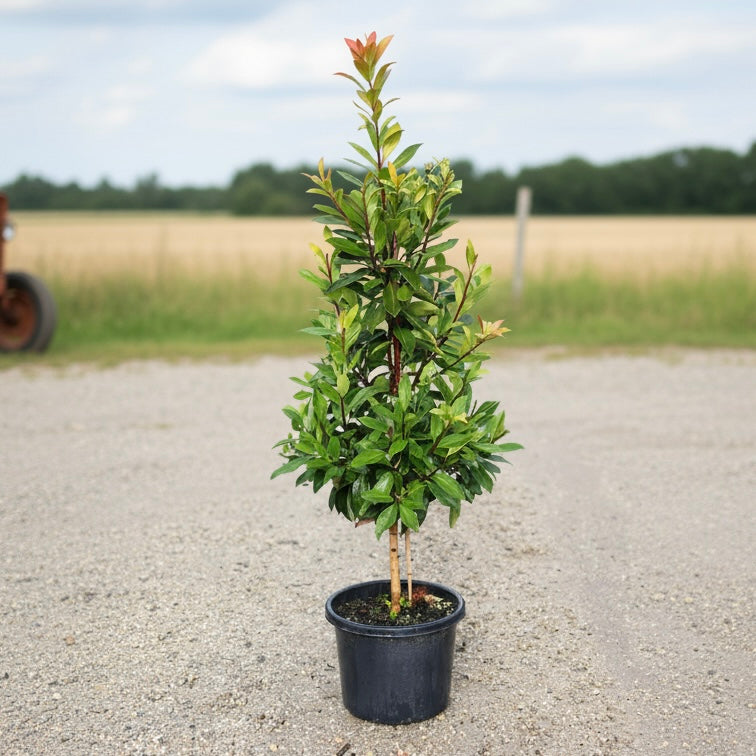 Water Gum - Tristaniopsis ‘Sprite’ is a compact evergreen tree with green leaves and red-tipped new growth, displayed on outdoor gravel—perfect as a low-maintenance addition to any garden.
