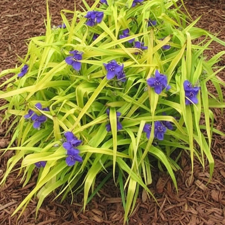 Tradescantia ‘Sweet Kate’ features bright purple flowers and golden foliage, thriving in shade and brown mulch.