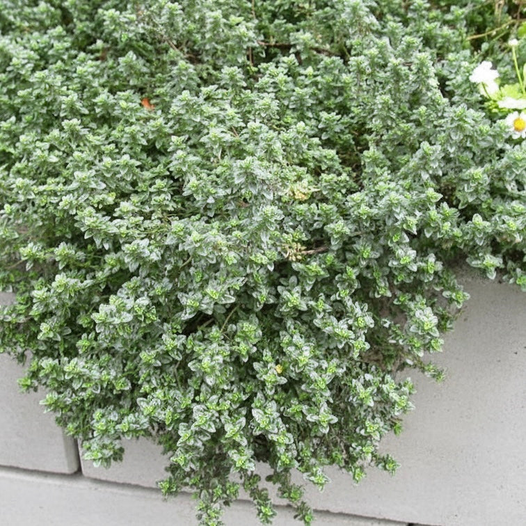 Lemon Thyme - Thymus citriodorus is a drought-tolerant herb with small green leaves, perfect as a groundcover. Grown in a concrete planter, it adds fresh flavor and greenery to any space.