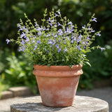 A terracotta pot with Salvia ‘African Sky’, a blue-flowering, drought-tolerant perennial, sits outdoors on a stone surface.