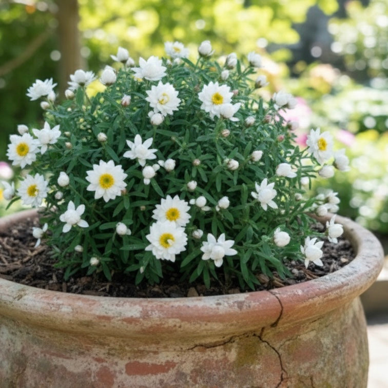 A terracotta pot displays Rhodanthe ‘Sunray Snow’, an Australian native daisy, with lush green foliage and delicate white papery blooms, perfect for brightening any garden.