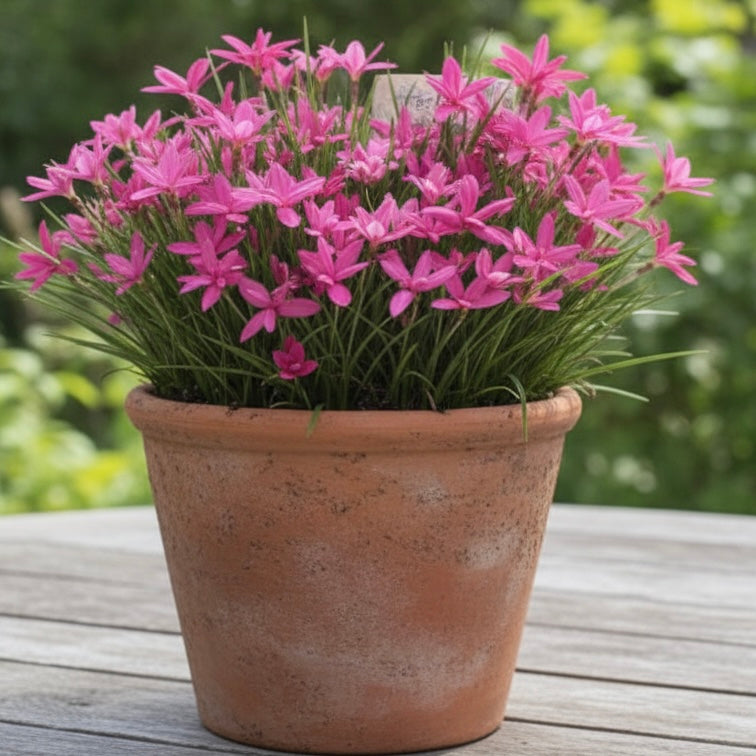 A Pink Star Plant (Rhodohypoxis ‘Beverly’), a compact perennial with vibrant star-shaped pink blooms, sits in a terracotta pot on a wooden outdoor table.