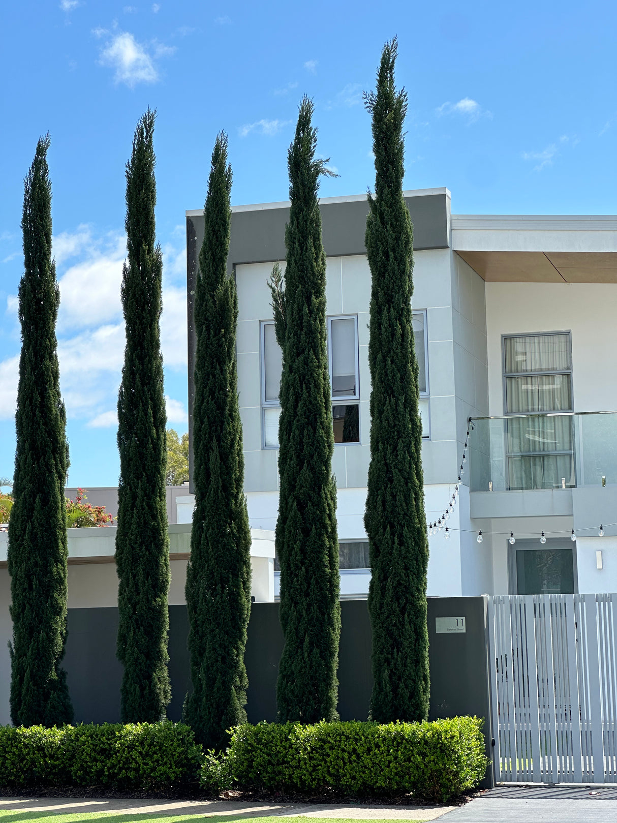 Pencil Pine - Cupressus sempervirens 'Nitschke's Needles'