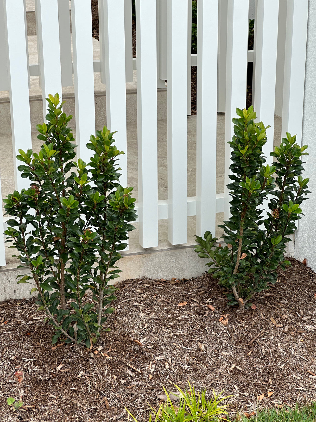 Snow Maiden Indian Hawthorn - Rhaphiolepis indica 'Snow Maiden'