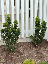 Snow Maiden Indian Hawthorn - Rhaphiolepis indica 'Snow Maiden'