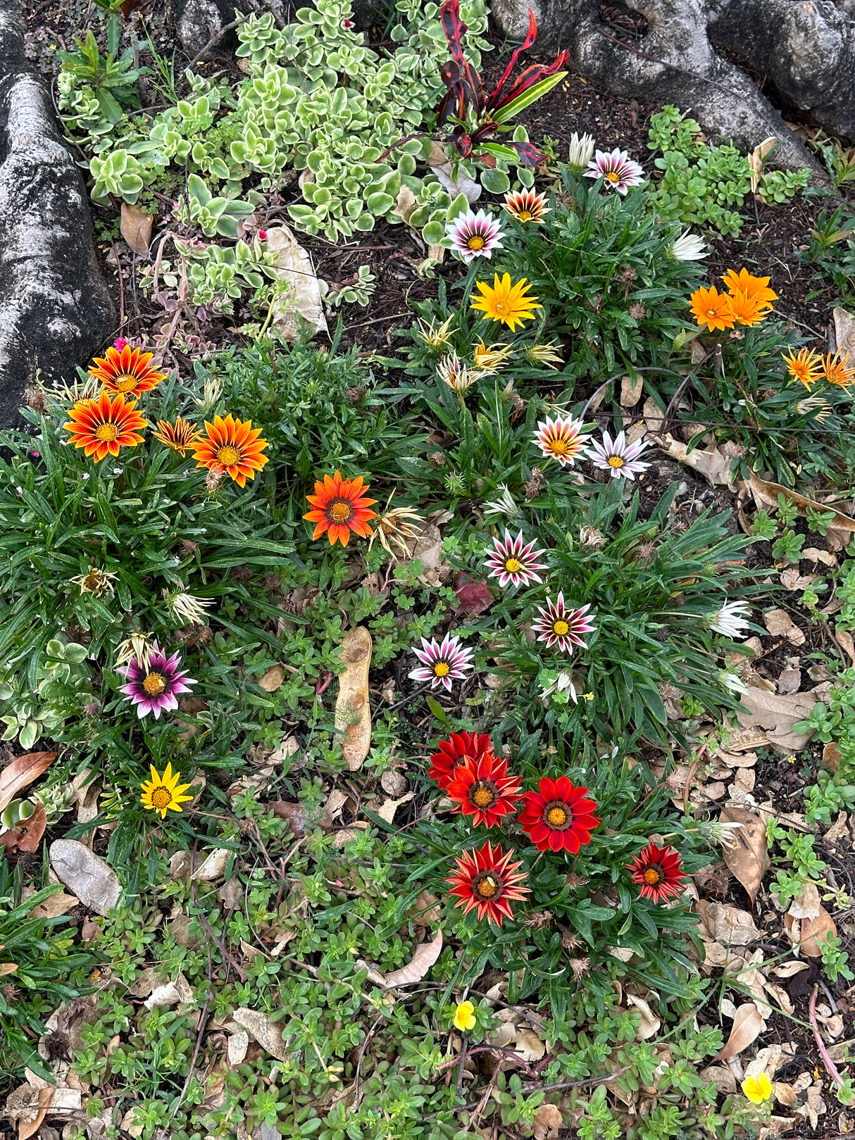 Assorted Gazania - Gazania spp.