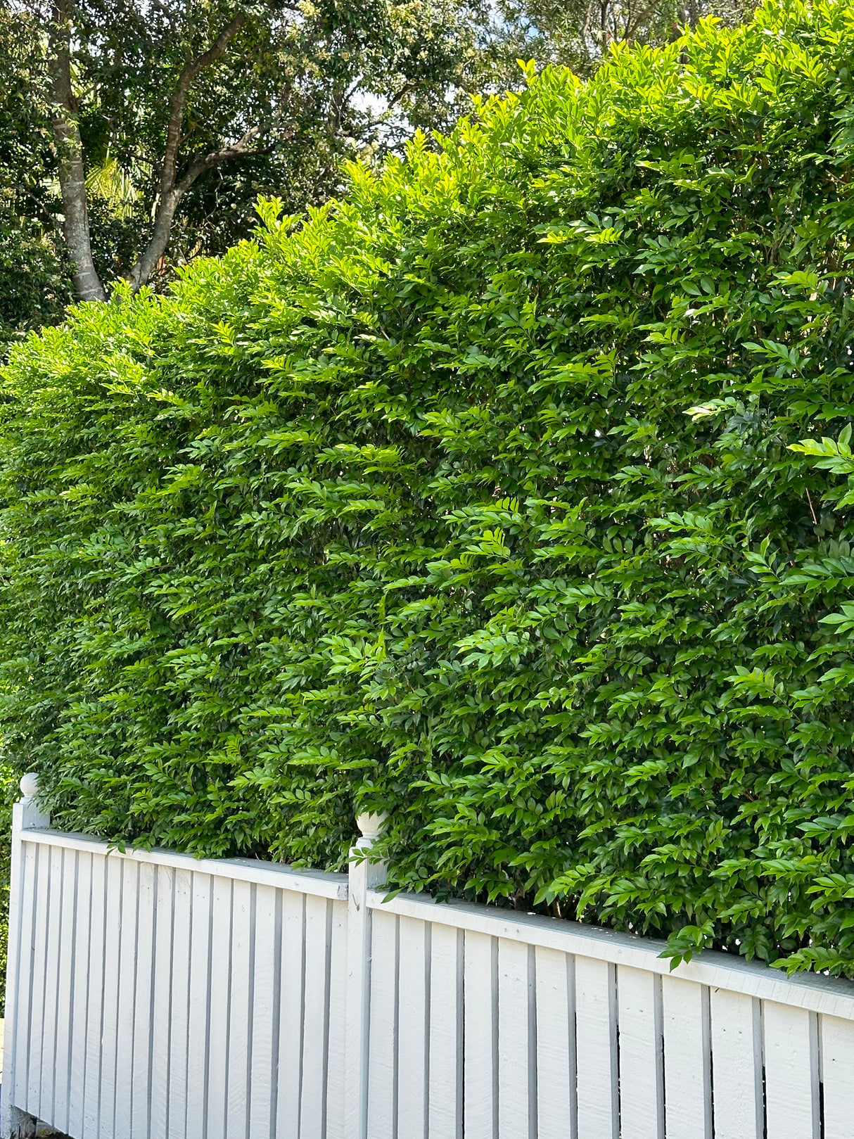 Mock Orange - Murraya paniculata