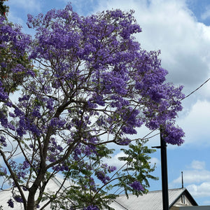 Jacaranda 