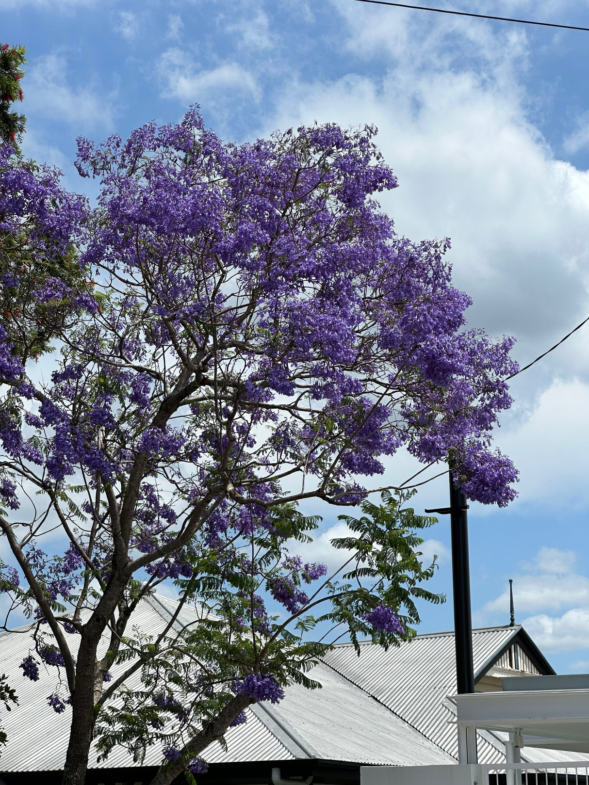 Jacaranda Tree - Jacaranda mimosifolia