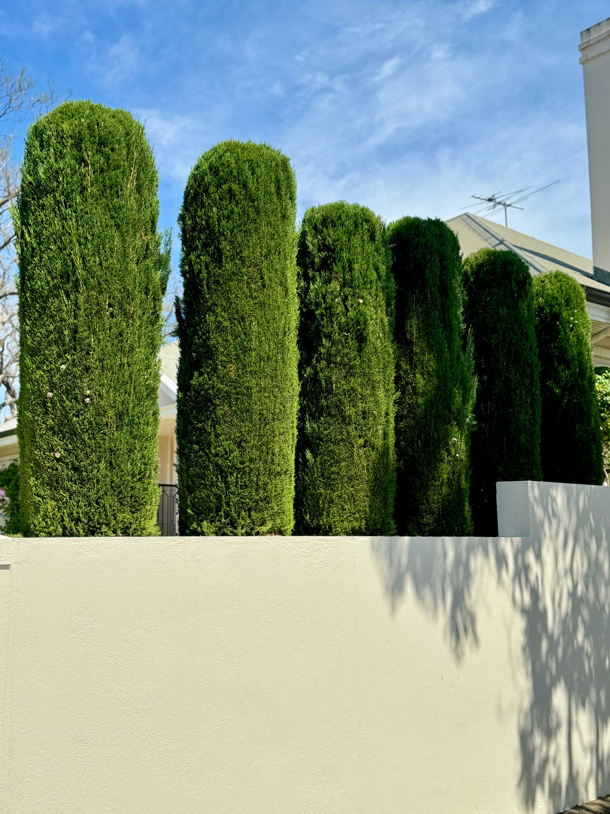 Mediterranean Cypress - Cupressus sempervirens 'Glauca'