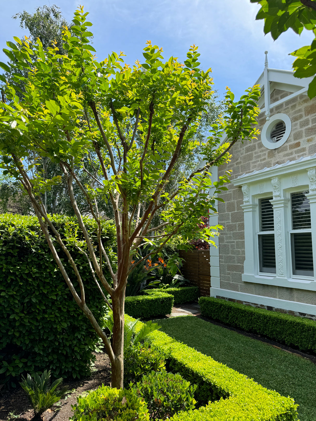 White Crepe Myrtle - Lagerstroemia 'Natchez'