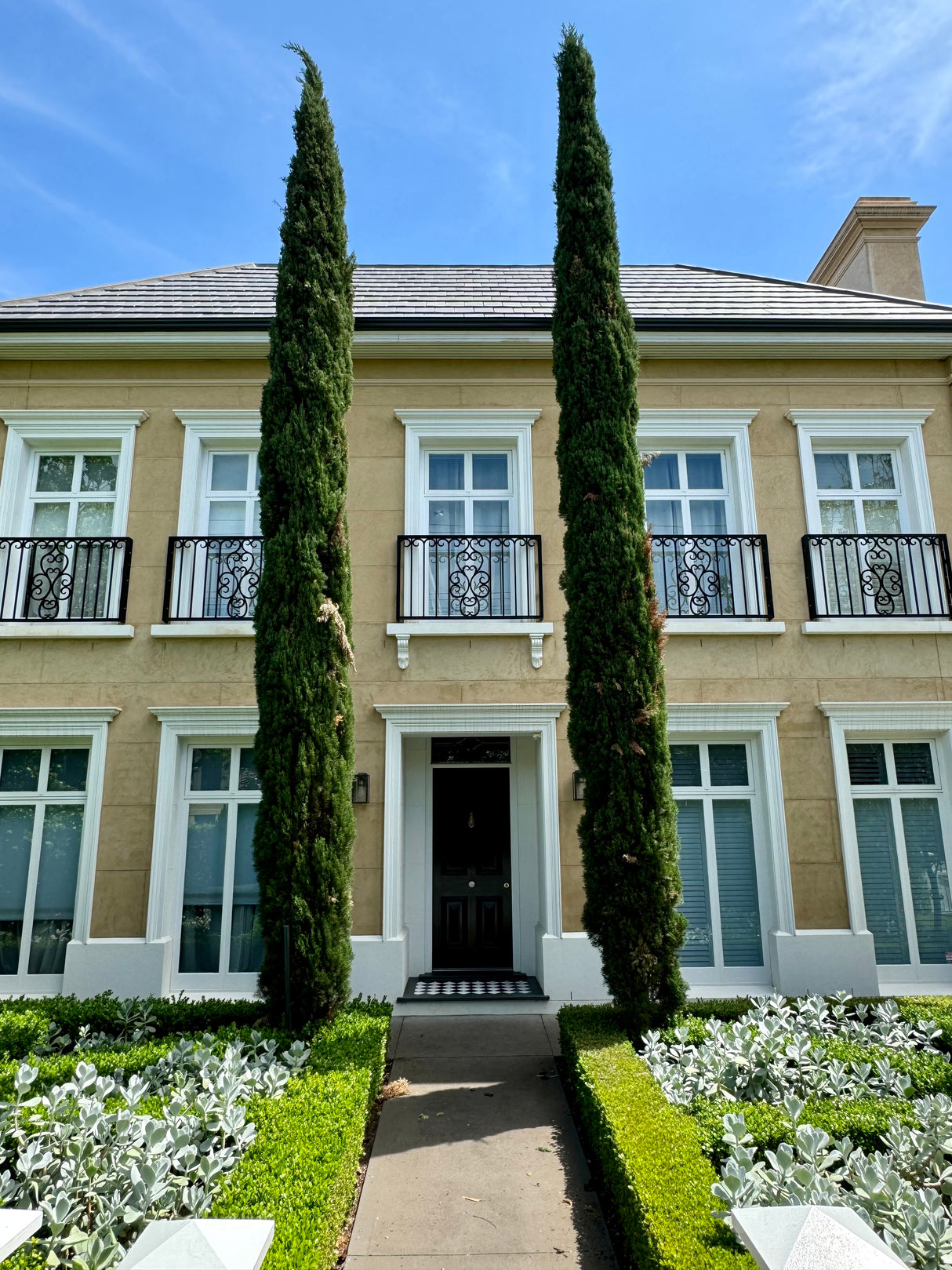 Mediterranean Cypress - Cupressus sempervirens 'Glauca'