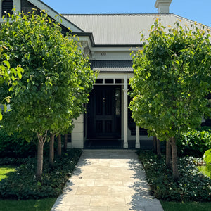 Capital Ornamental Pear