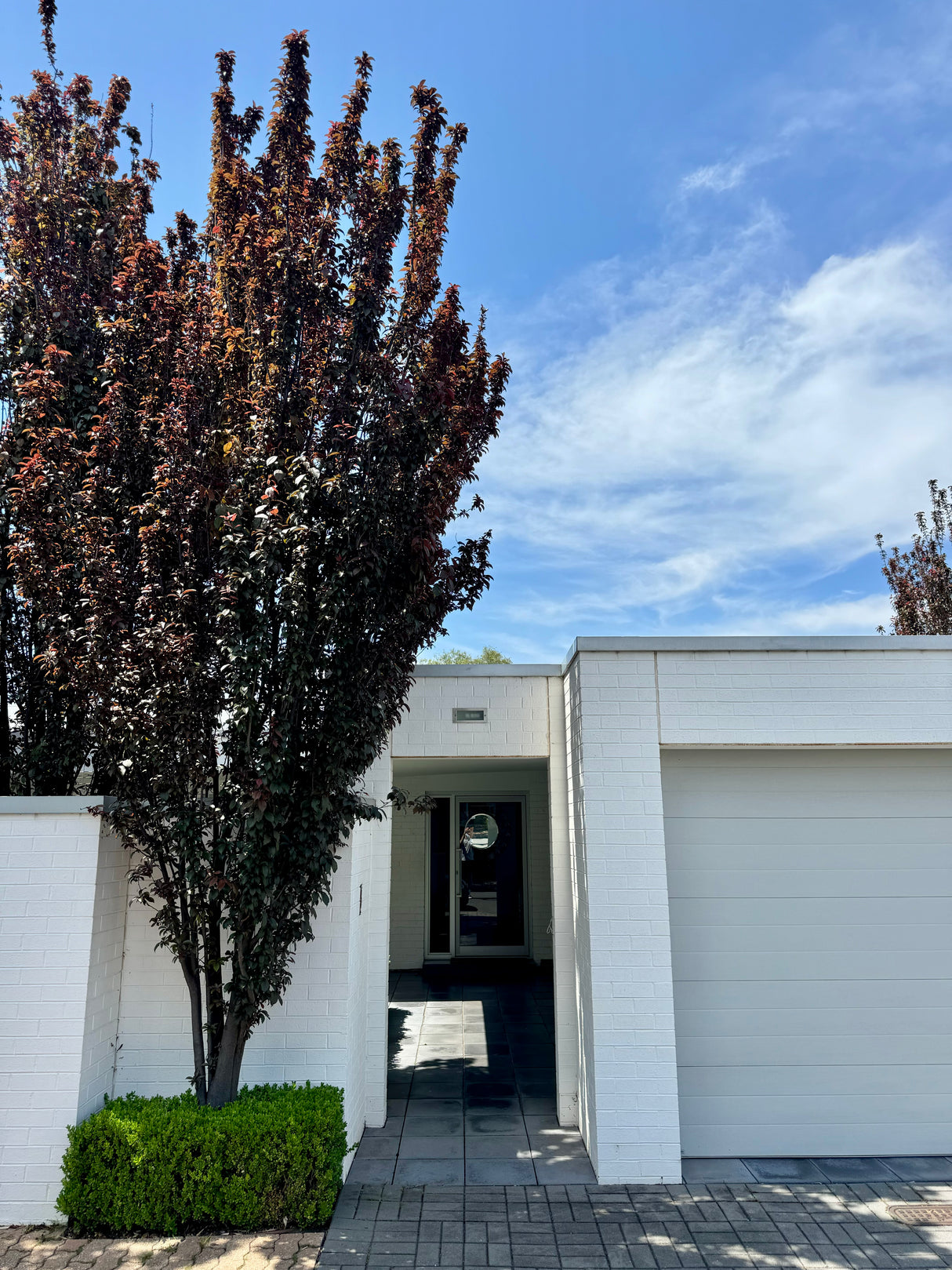 Diamonds in the Dark Blush Crepe Myrtle - Lagerstroemia 'Diamonds in the Dark Blush'