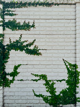 Climbing Fig - Ficus pumila