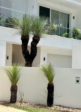 Grass Tree - Xanthorrhoea glauca