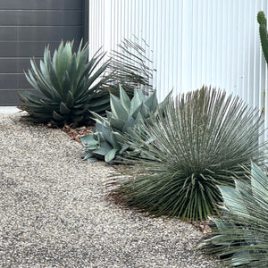 Twin flowered Agave