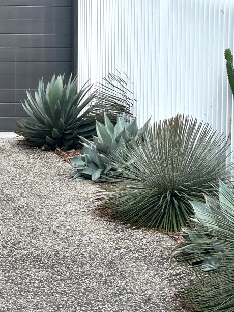 Twin flowered Agave - Agave geminiflora - Brisbane Plant Nursery