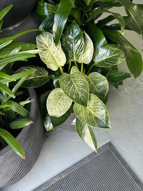 Birkin Philodendron - Philodendron 'Birkin' - Brisbane Plant Nursery