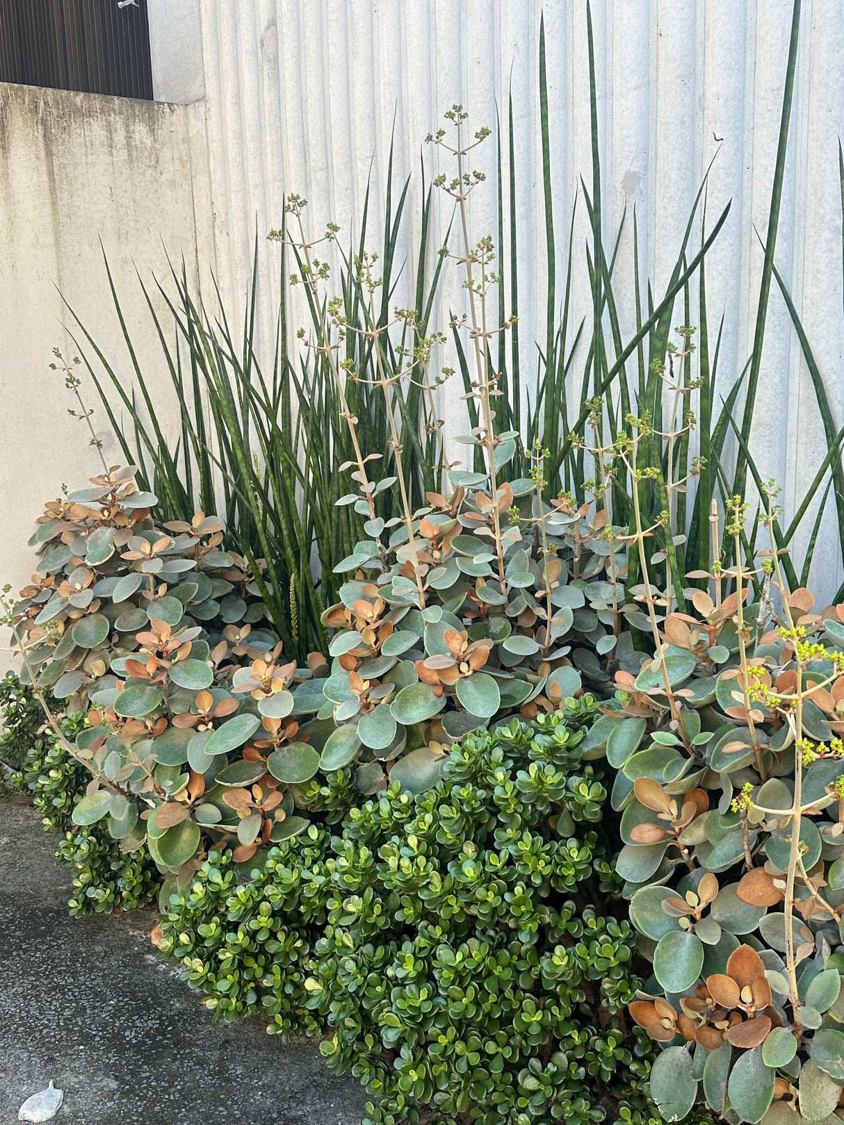 Copper Spoons Kalanchoe - Kalanchoe orgyalis - Brisbane Plant Nursery