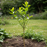 A Tahitian Lime Tree (Citrus latifolia Tahitian) sapling with bright green leaves is planted in a garden among grass and other plants. Its compact growth ensures a delightful harvest of seedless, tangy limes.