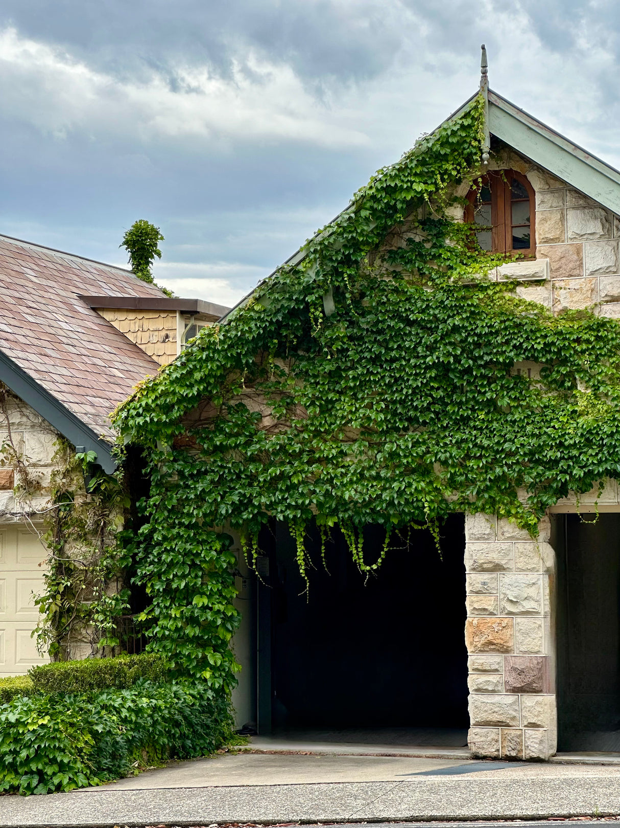 Boston Ivy - Parthenocissus tricuspidata