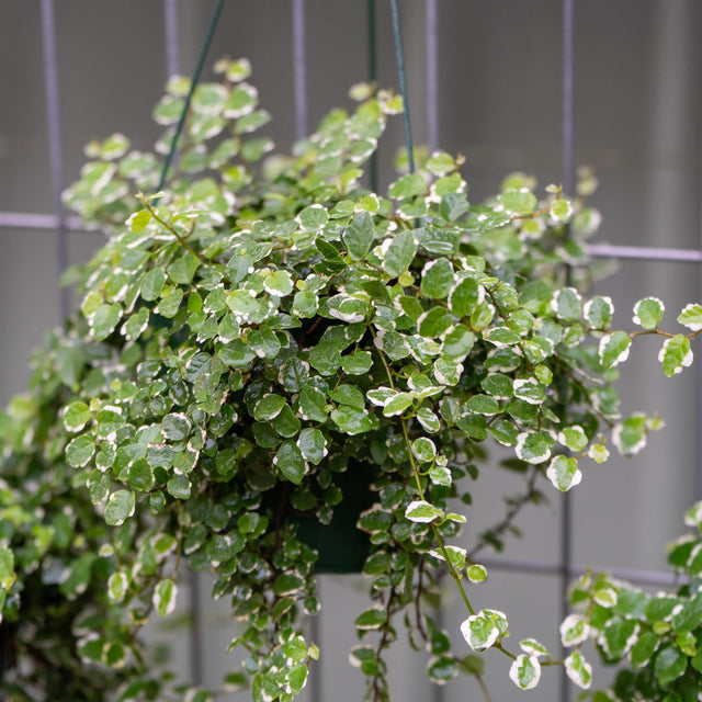 Ice Caps Variegated Creeping Fig - Ficus pumila 'Ice Caps'-Climber,Evergreen,Fast Growing,Full Sun,Moderate Water,Ornamental,Outdoor-Nursery Near Me