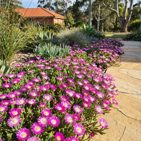 Purple, white, and hot pink flowers border a stone path in a sunlit garden with lush greenery and a house in the background, featuring drought-tolerant Ice Plant - Delosperma ‘Suntropics Hot Pink’.