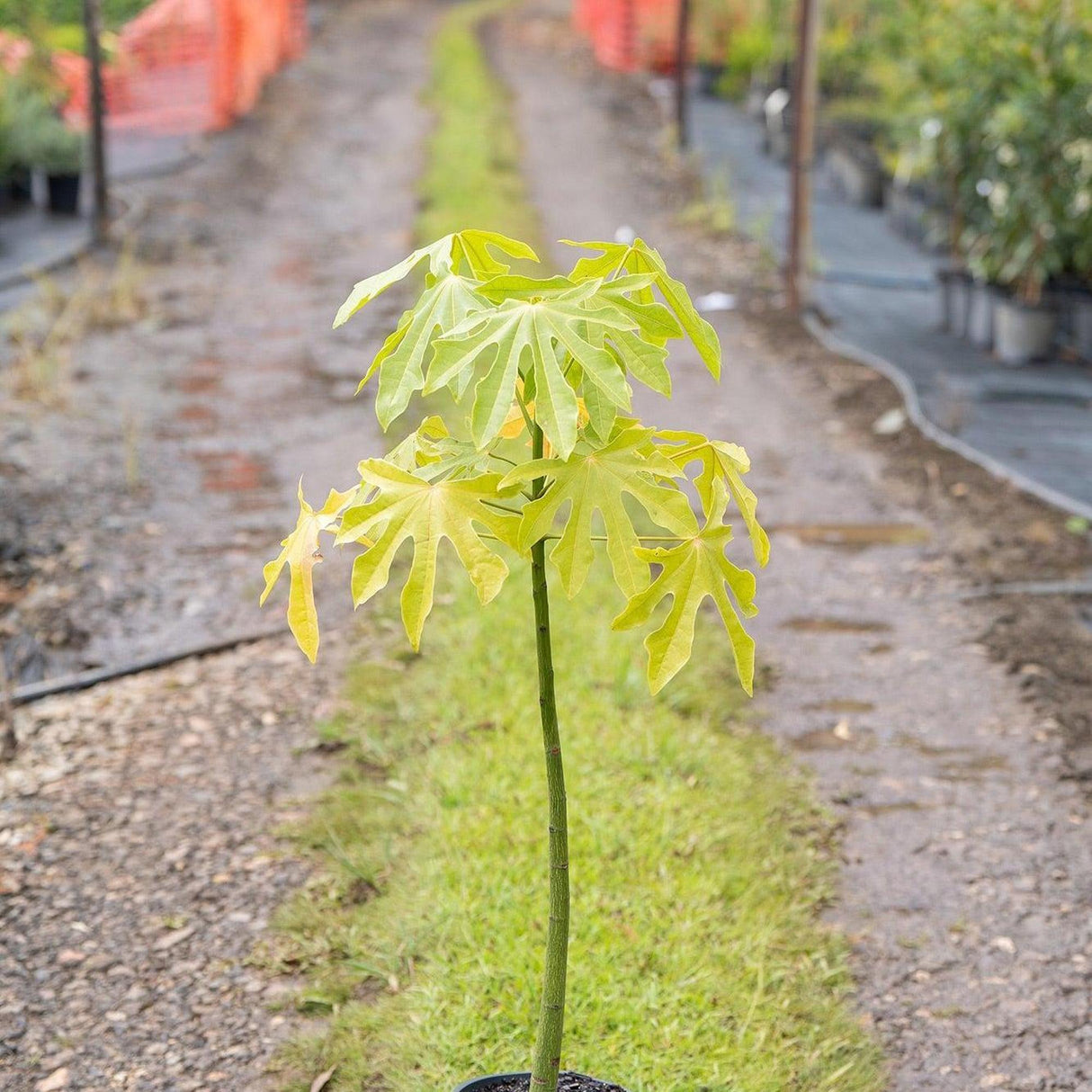 Illawarra Flame Tree - Brachychiton acerifolius-Deciduous,Fast Growing,Flowering,Full Sun,Moderate Water,Native,Outdoor,Tree-Nursery Near Me