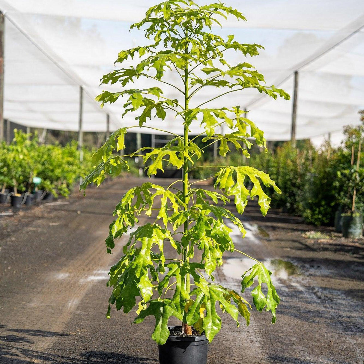 A young Illawarra Flame Tree (Brachychiton acerifolius), an Australian native with deeply lobed leaves, grows in a nursery under shade cloth, surrounded by other plants.